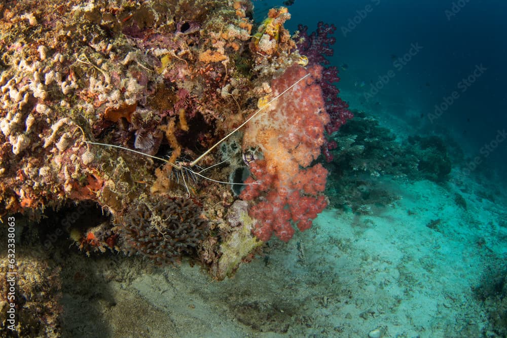 Variegated crayfish on the seabed in Raja Ampat. Panulirus penicillatus during dive in Indonesia. Lobster is hiding on the corals.