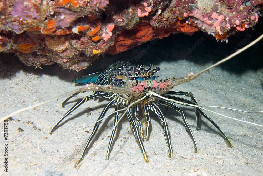 A painted Crayfish