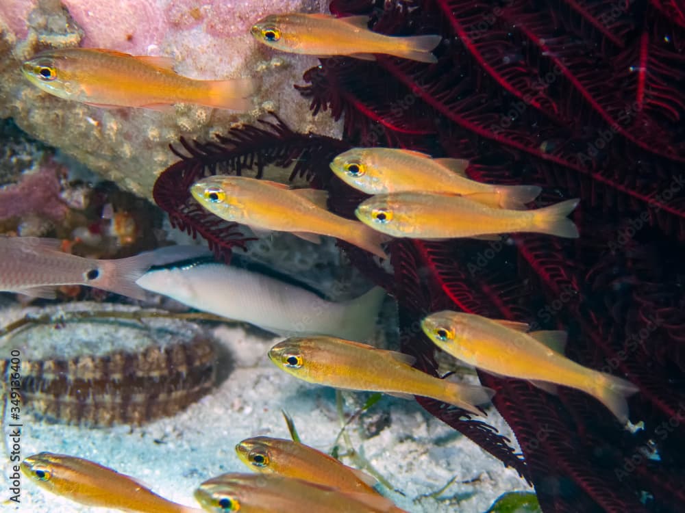 Yellow Lined Cardinalfish (Ostorhinchus chrysotaenia)