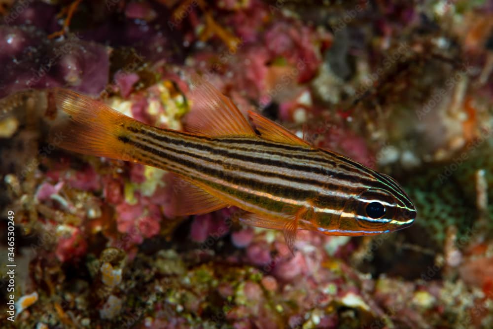 yellowlined cardinalfish fish