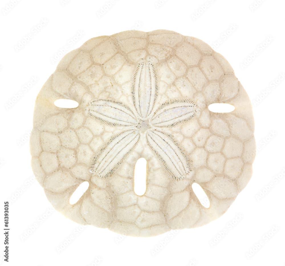 Old sand dollar