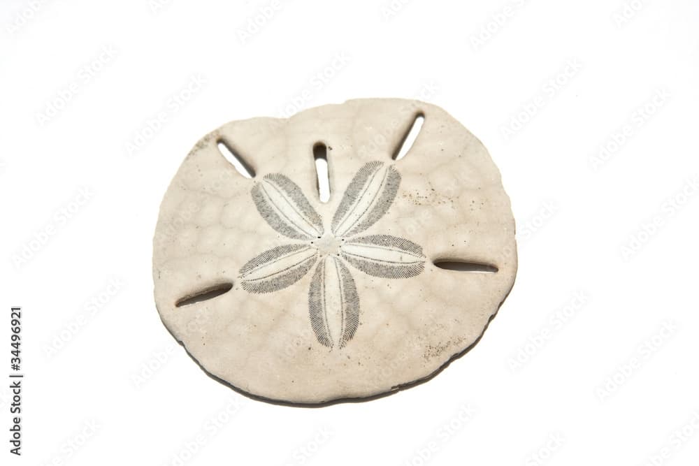 Sanddollar