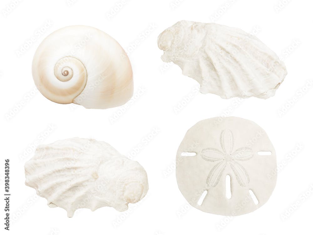 Realistic spiral shell art with natural neutral colors on a white background from the ocean