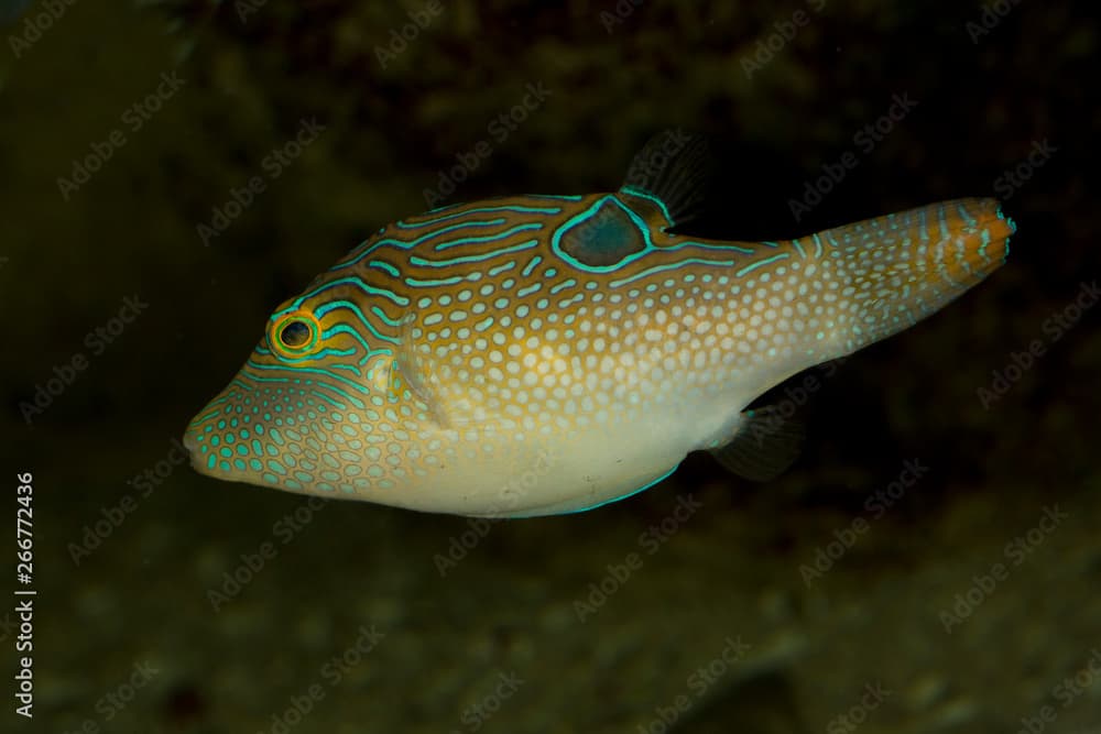 Compressed toby or fingerprint toby (Canthigaster compressa).