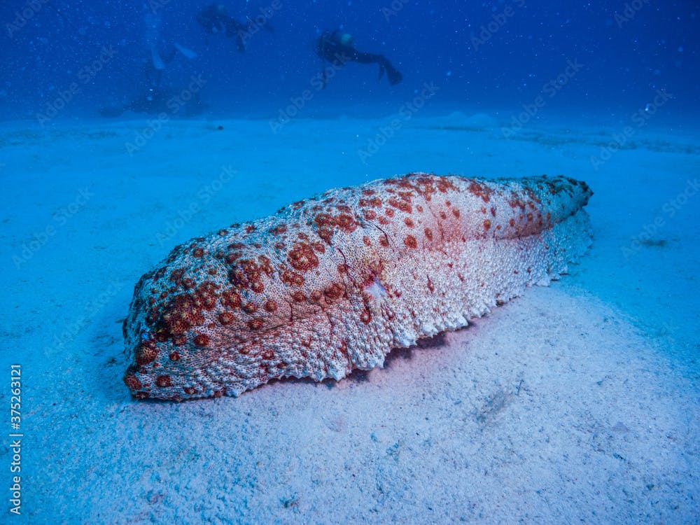 アデヤカバイカナマコ。英語名: giant sea cucumber。
学名:Thelenota anax。沖縄県伊江島