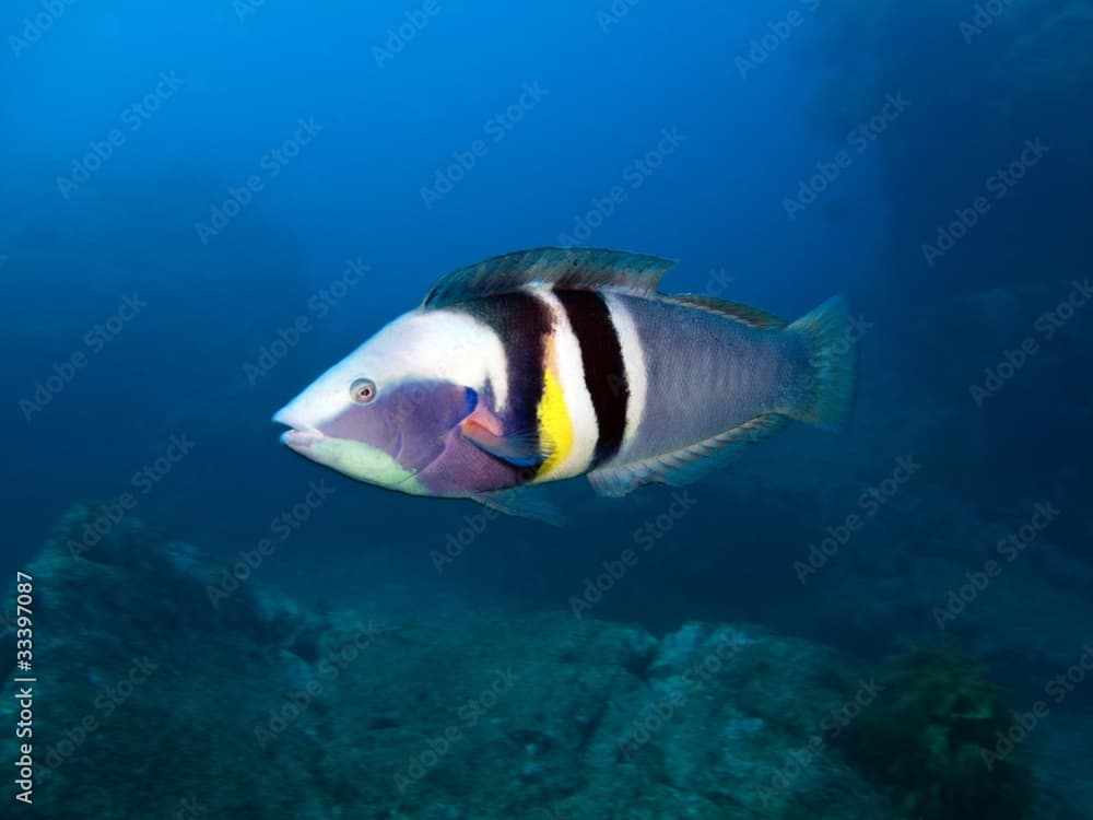 Sandagers Wrasse - Coris sandageri