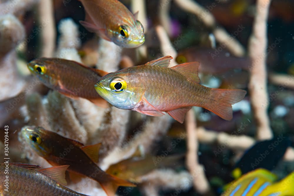 Yellow Eye Cardinalfish Ostorhinchus moluccensis