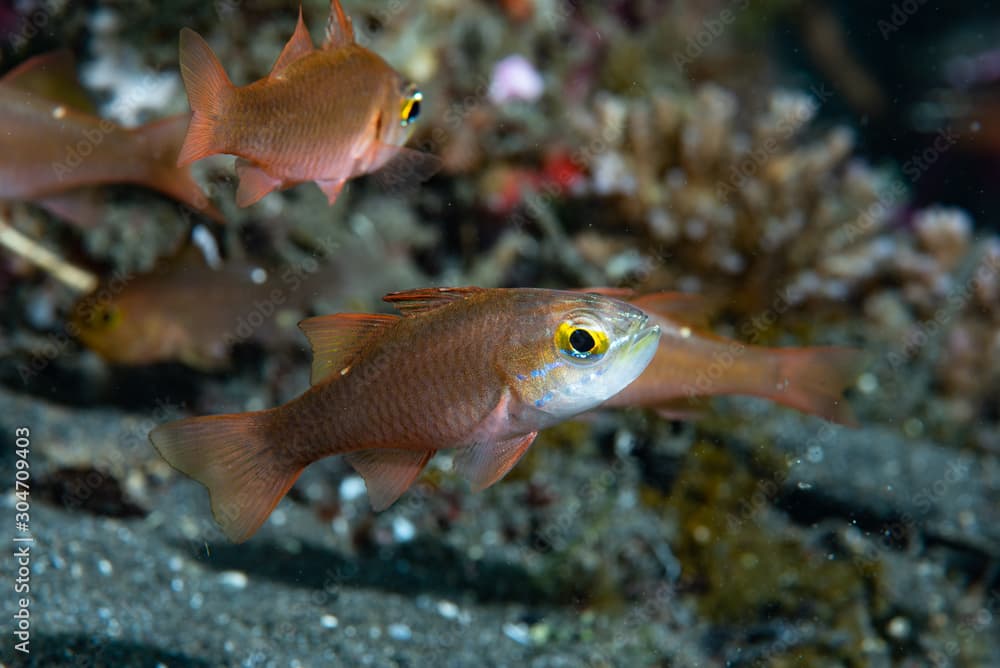 Yellow Eye Cardinalfish Ostorhinchus moluccensis