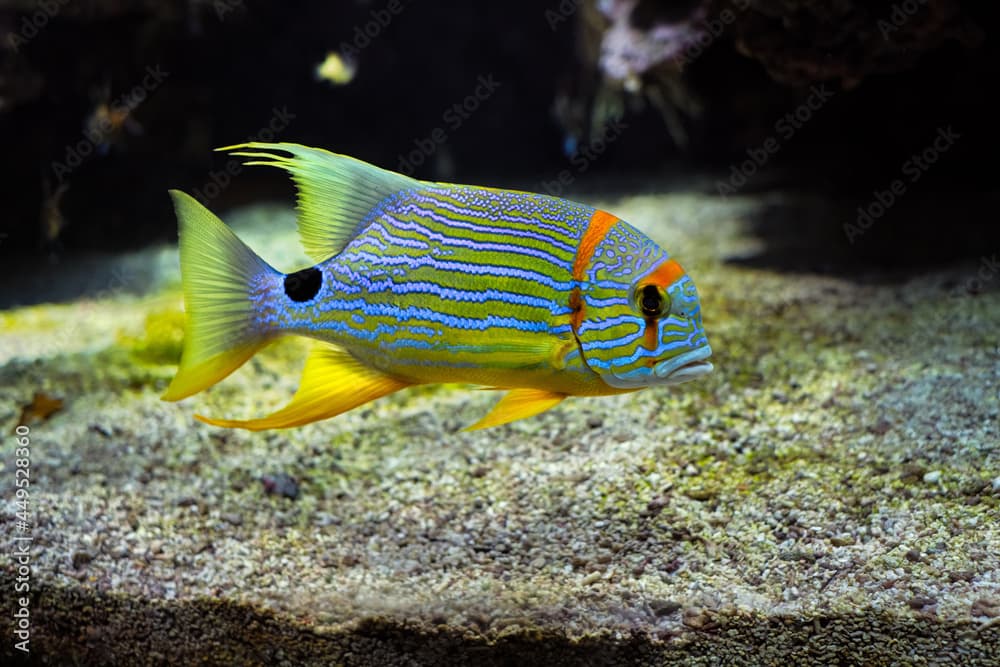 Threadfin Snapper Symphorichthys Spilurus fish underwater in sea