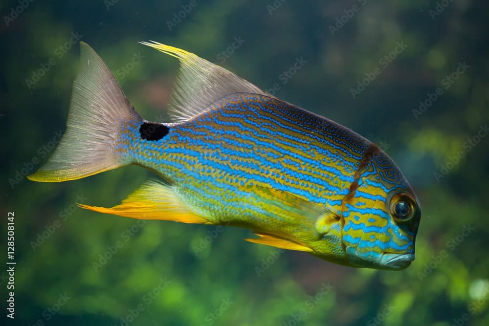 Sailfin snapper (Symphorichthys spilurus)