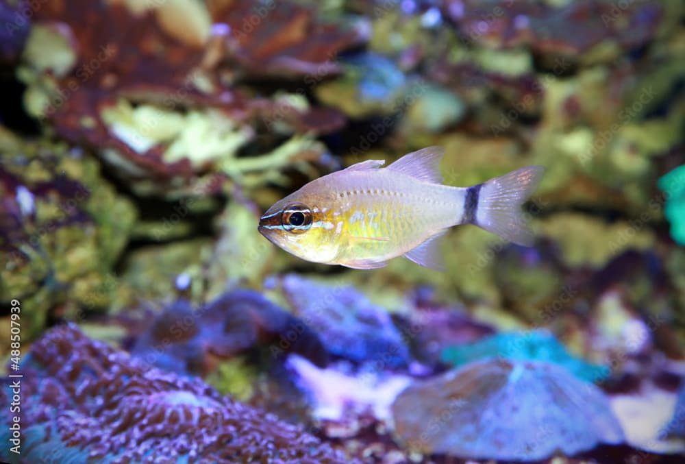 Ringtail Cardinalfish Ostorhinchus aureus