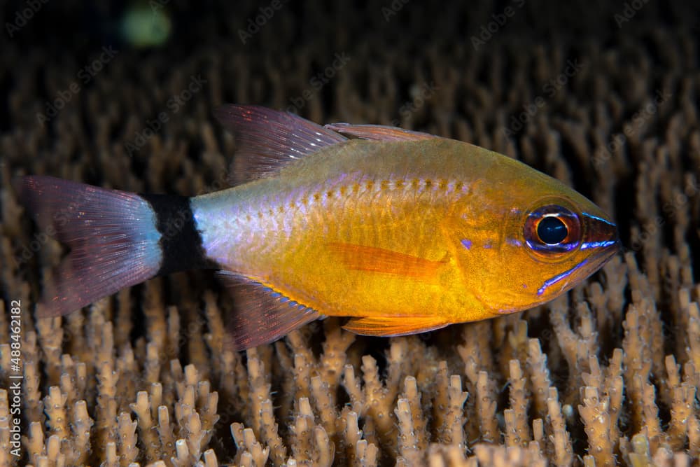 Ring-Tailed Cardinalfish - Ostorhinchus aureus. Underwater world of Tulamben, Bali, Indonesia.