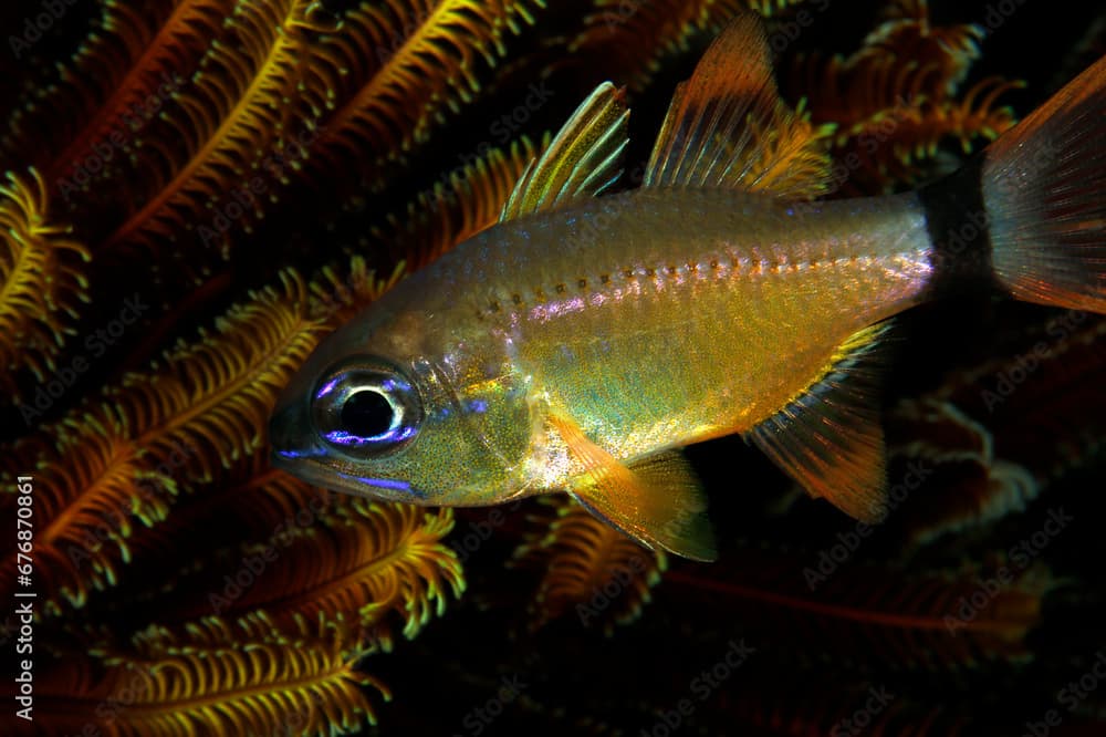 Ring-tailed Cardinalfish (Ostorhinchus aureus). Misool, Raja Ampat, West Papua, Indonesia