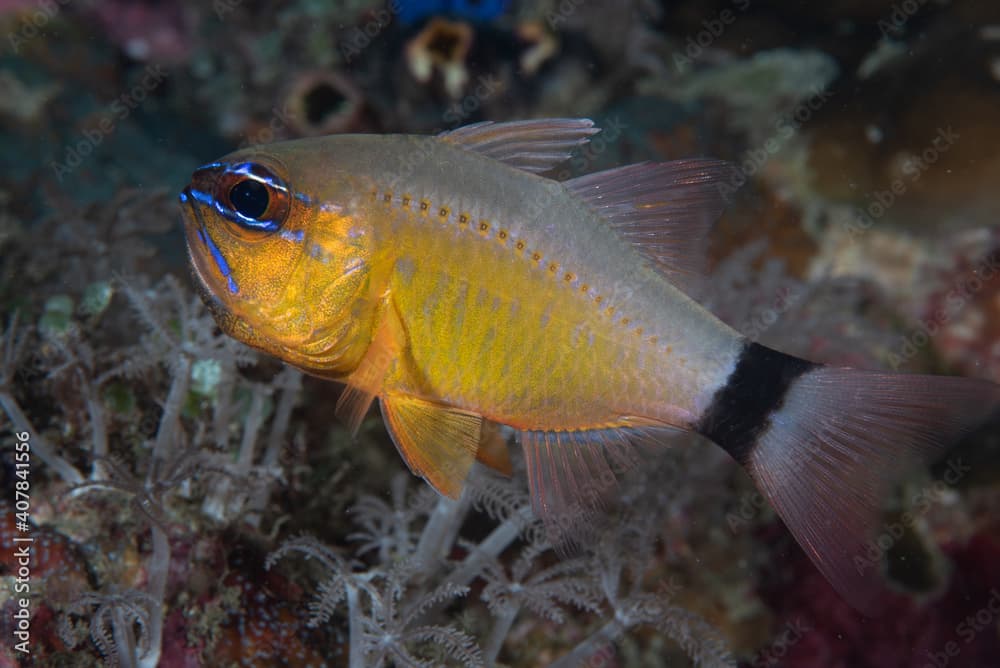 Ring-Tail Cardinalfish Ostorhinchus aureus