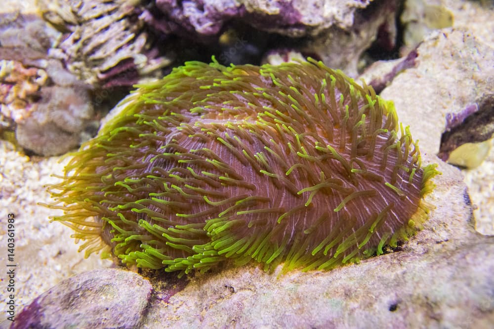 Polyphyllia talpina, Tongue coral, slipper coral.A large brown polyp with green tentacles. Hard coral.