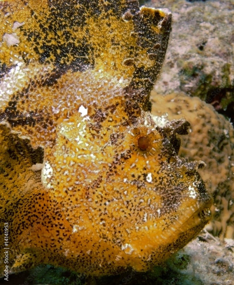 Schaukelfisch (Taenianotus triacanthus)