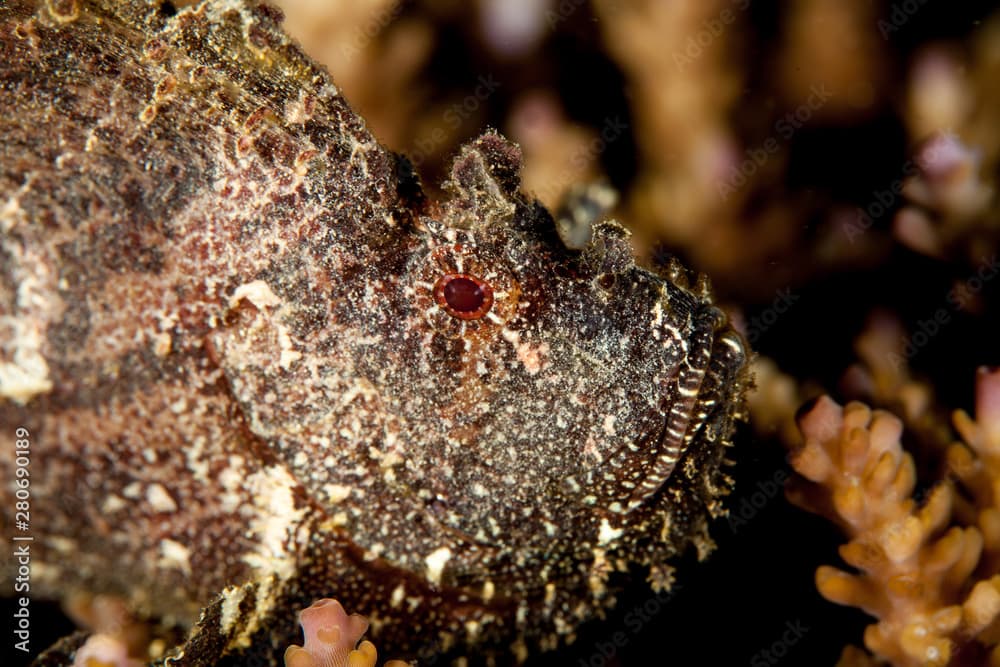 Leaf Scorpionfish (Scorpion Leaffish, Paperfish) - Taenianotus triacanthus