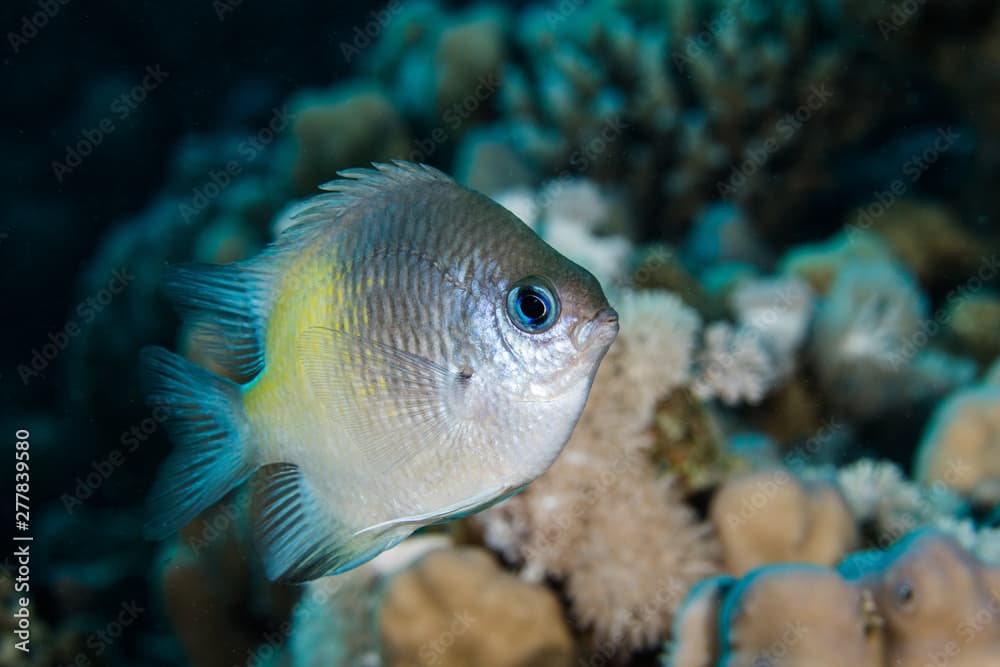 Yellow-side Damselfish (Amblyglyphidodon flavilatus) closeup. Small silver fish with yellow on the side of the body.