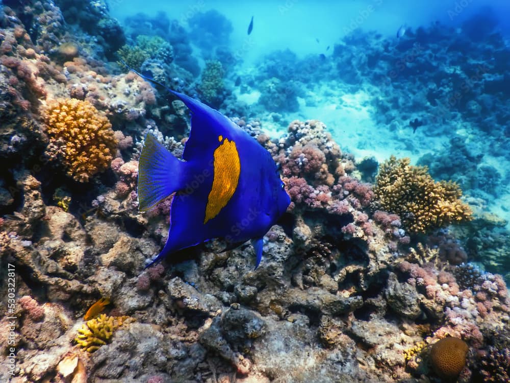 Yellow side damselfish (amblyglyphidodon flavilatus) underwater background