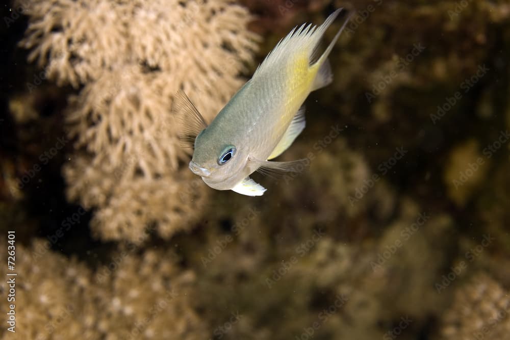 yellow-side damselfish (amblyglyphidodon flavilatus)