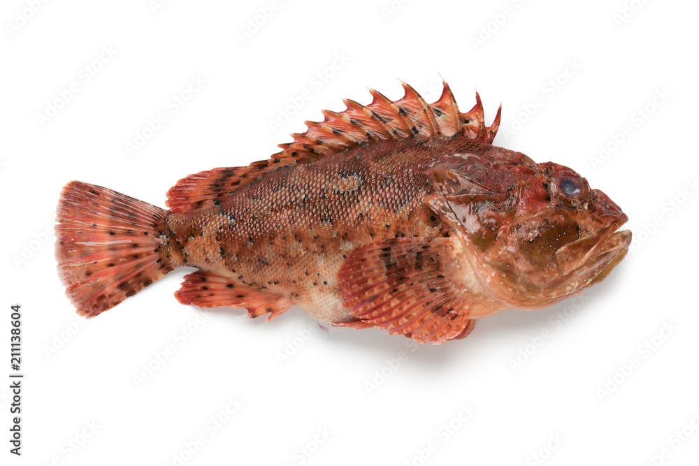  Fresh raw red scorpionfish