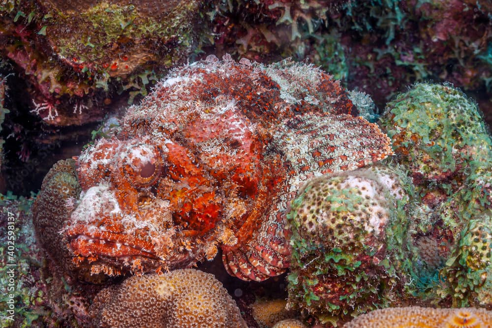 Scorpaena scrofa, common name the red scorpionfish,