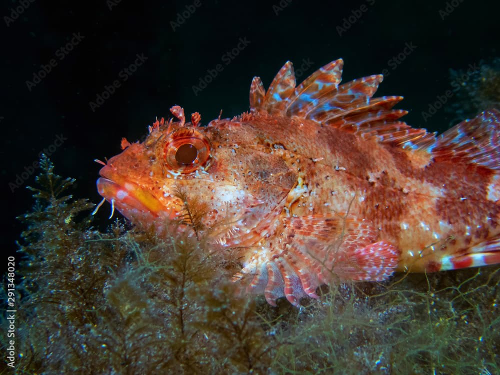 Red Scorpionfish (Scorpaena scrofa)