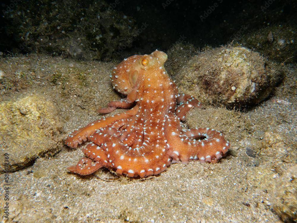 Atlantic white-spotted octopus - Callistoctopus macropus