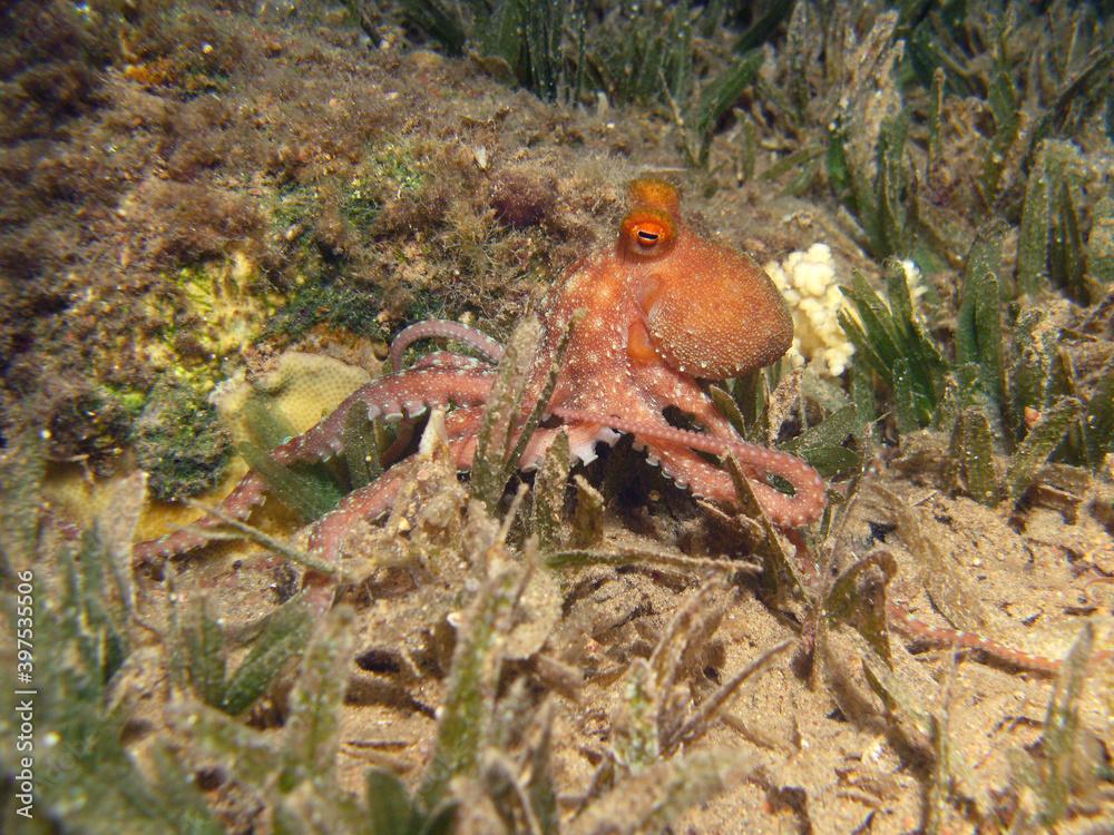 A white spotted octopus Callistoctopus macropus in the sea grass at night