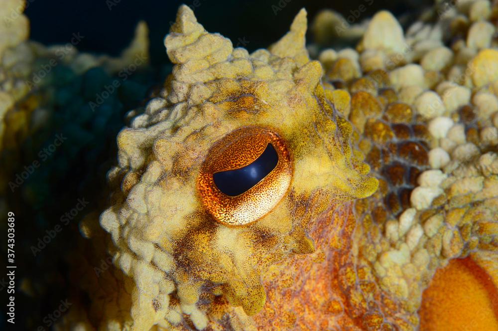 Close-up octopus eye (Octopus vulgaris Cuvier, 1797) Gallipoli, Canakkale/ Turkey.