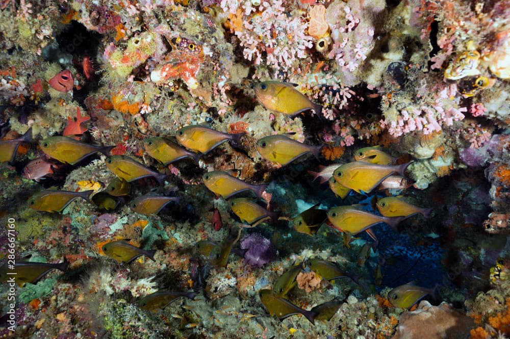 Vanikoro sweepers, Pempheris vanicolensis, Raja Ampat Indonesia.