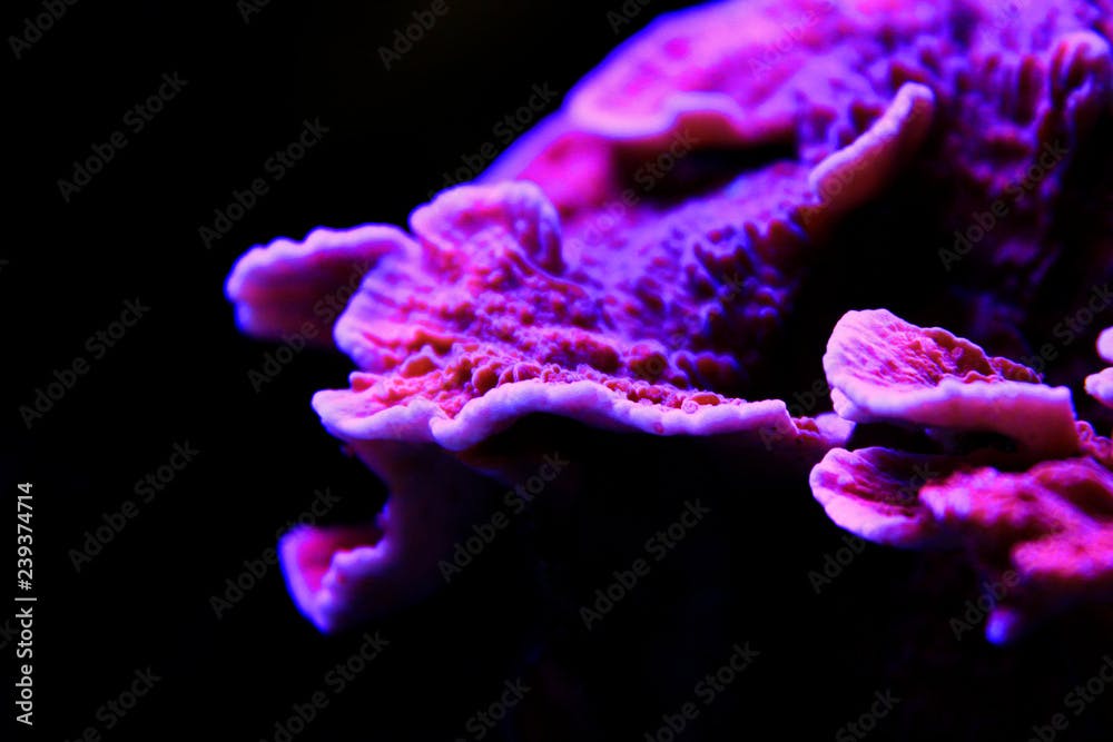 Montipora Candy Cap Coral, - (Montipora capricornis)