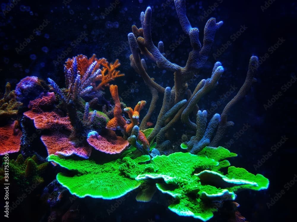 Montipora shot polyps stony coral in reef aqurium tank