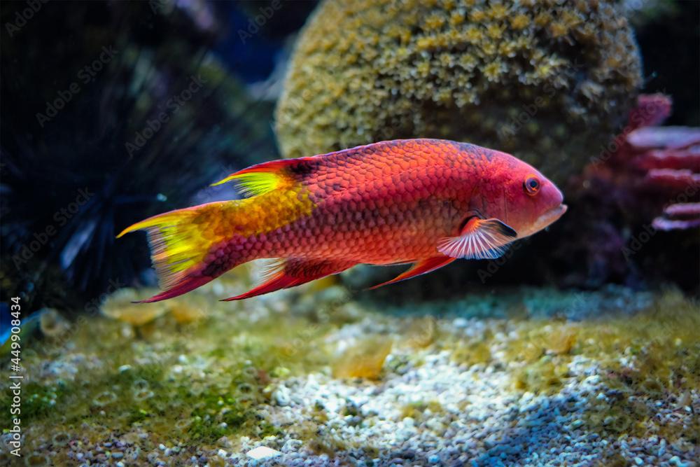 Spotfin hogfish underwater in sea