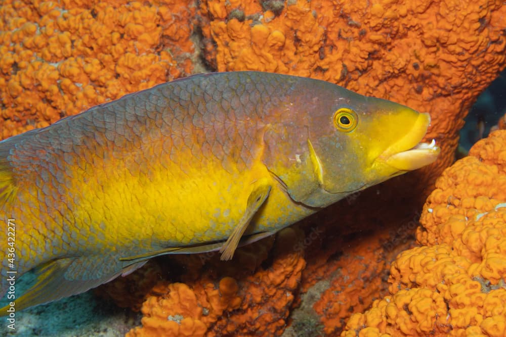 Spanish Hogfish on Caribbean Coral Reef