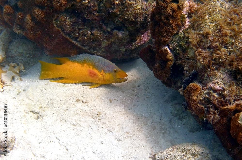 Bodianus rufus resting ear the coral reef