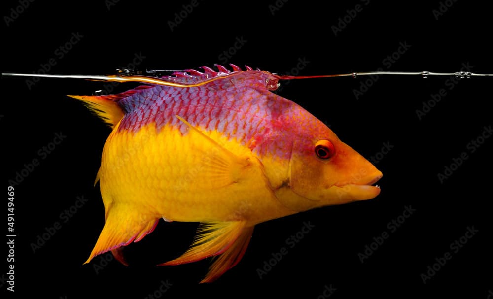 Spanish hogfish on black background