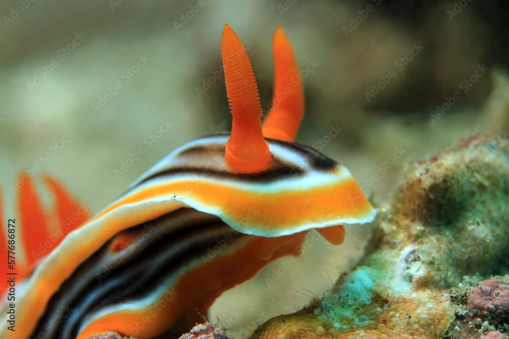 Close-up of a Magnificent Chromodoris (Chromodoris magnifica). Padang Bai, Bali, Indonesia