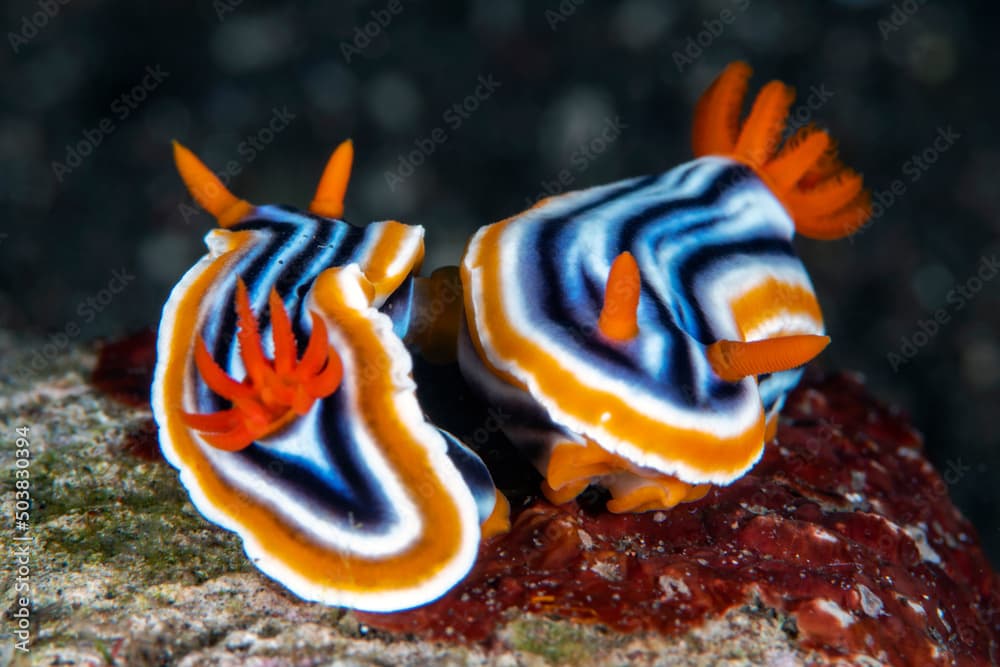 Nudibranch (sea slug) - Magnificent Chromodoris -Chromodoris magnifica mating. Underwater macro world of Tulamben, Bali, Indonesia.