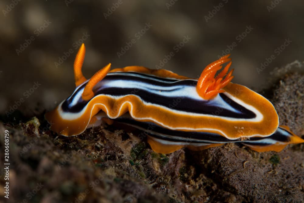 Chromodoris quadricolor, magnifica, sp24, annae Bergh