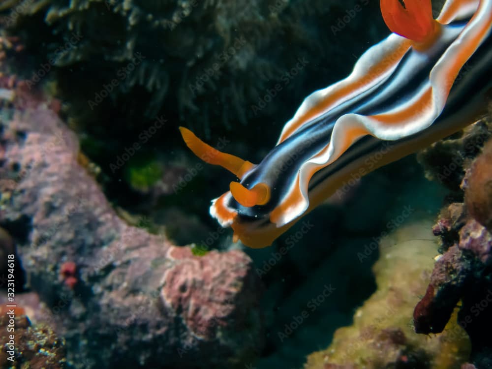 A Magnificent Chromodoris (Chromodoris magnifica)