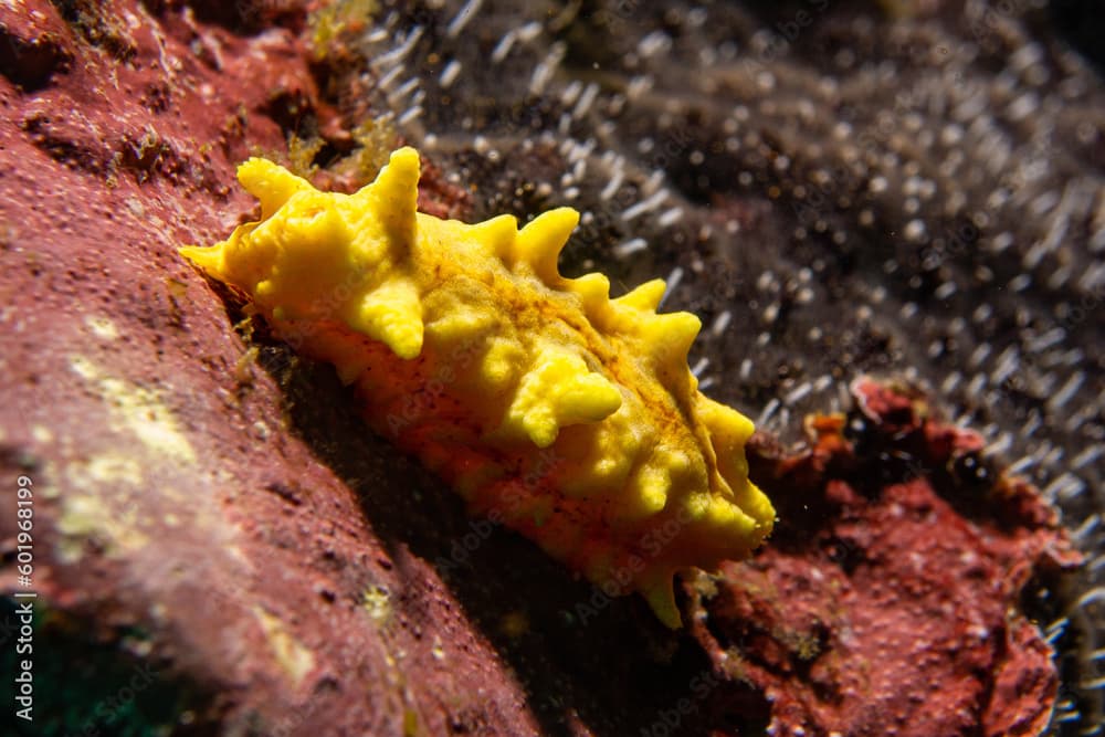 Colochirus robustus - Gelbe Seewalze im Komodo Nationalpark