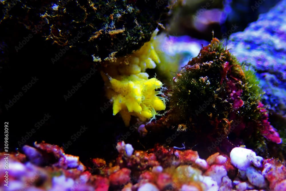 Yellow small sea cucumber - Colochirus robustus