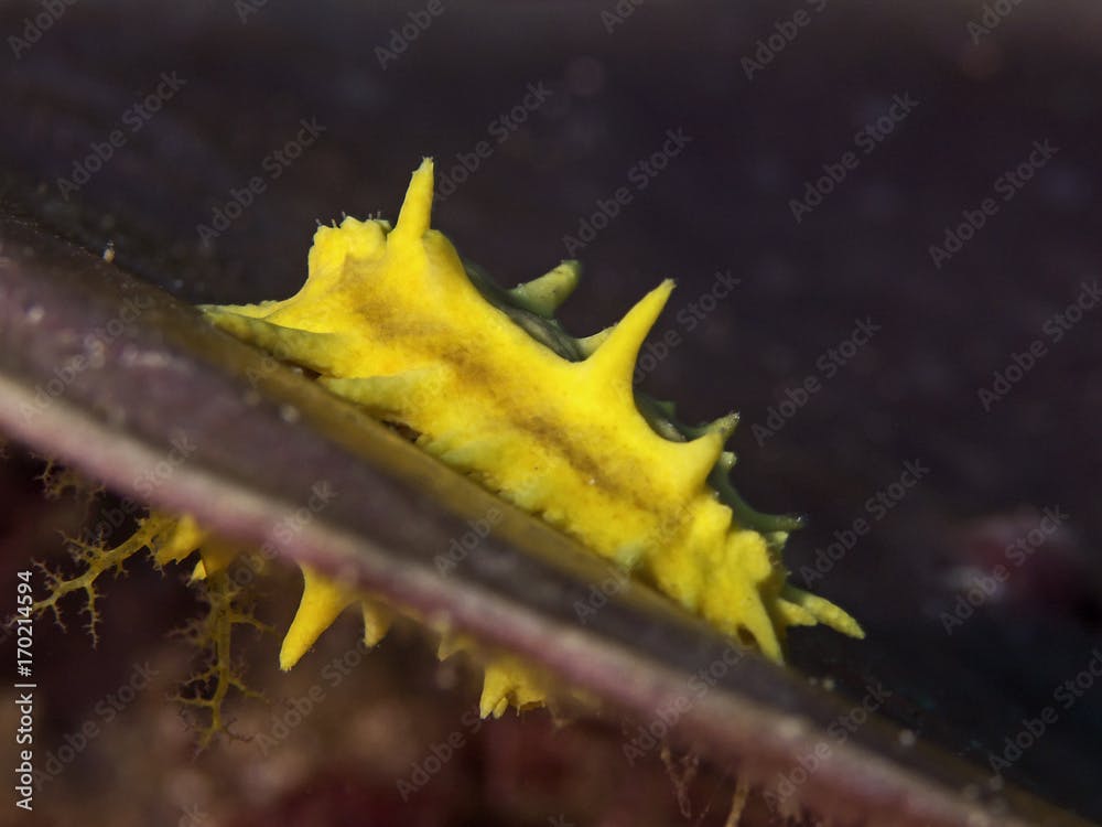 Yellow Sea Cucumber, Gelbe Seewalze (Colochirus robustus)