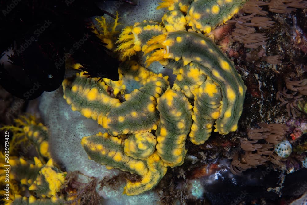 Small, yellow sea cucumbers, Colochirus robustus, cling to a coral reef in Komodo National Park, Indonesia. This species is found along reefs where there are strong currents.