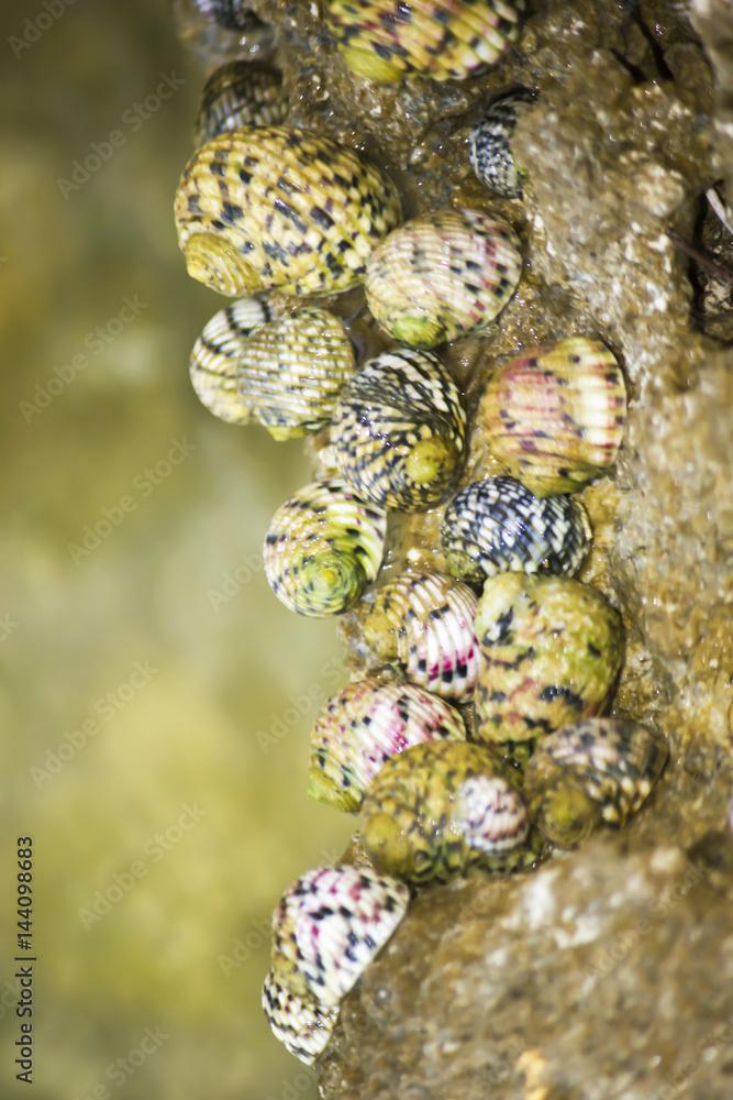 Nerita Tessellata Sea Snail