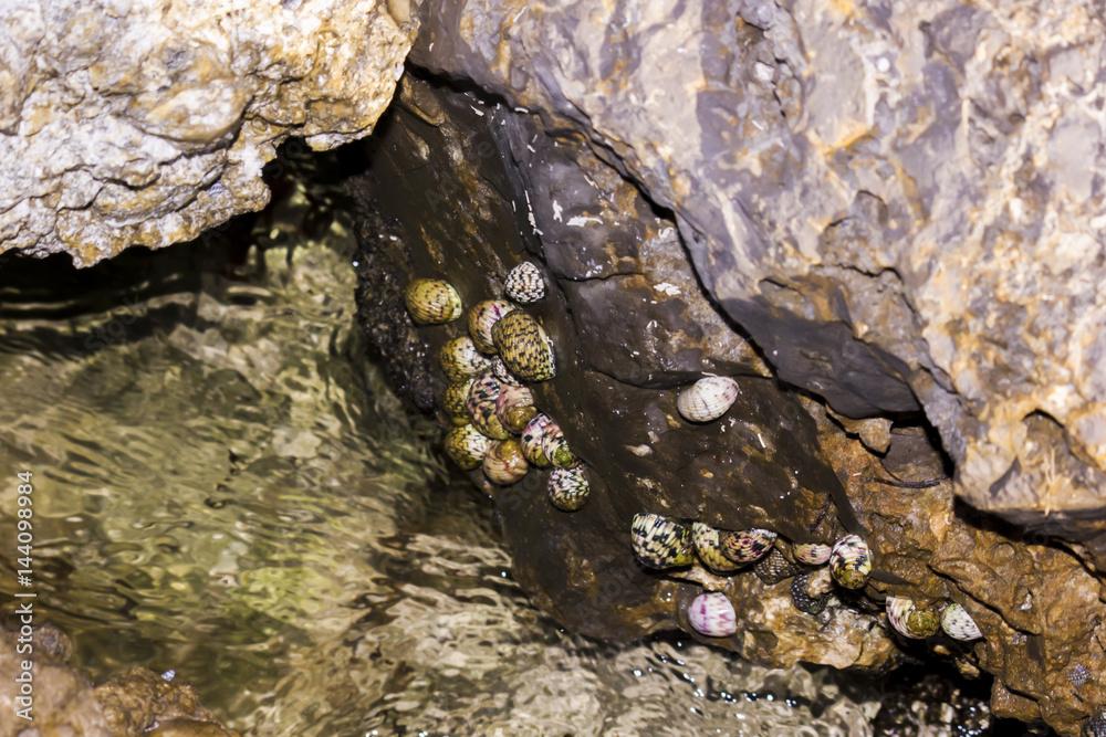 Nerita Tessellata Sea Snail