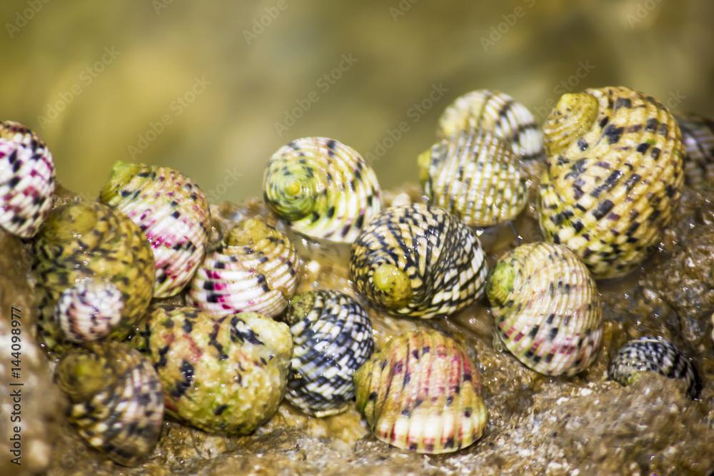 Nerita Tessellata Sea Snail