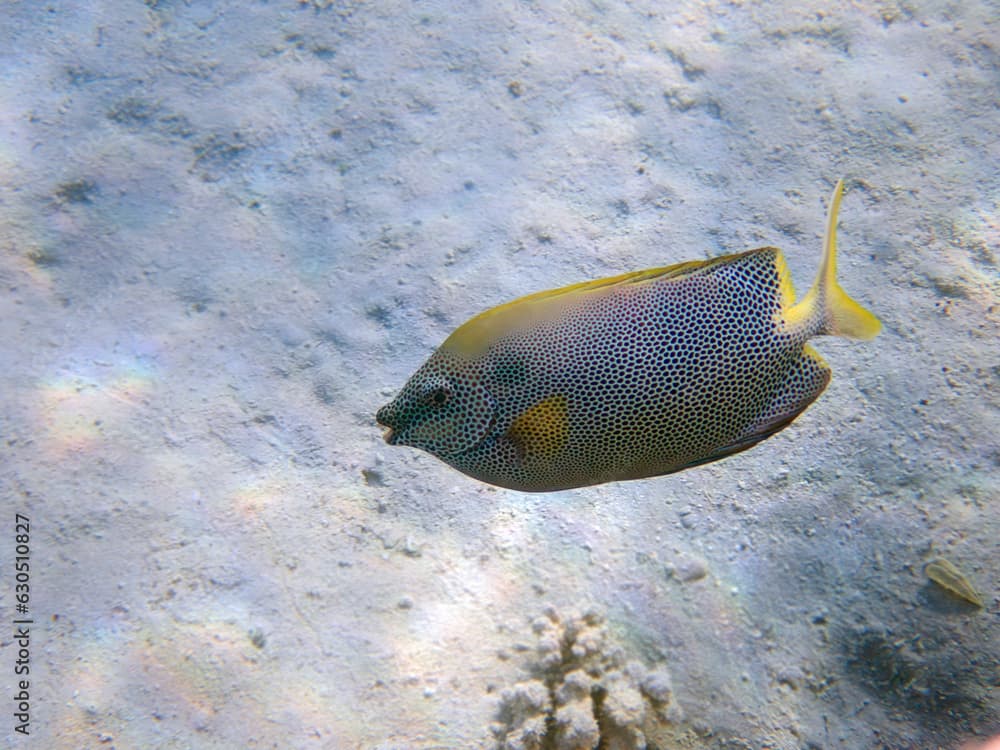 Brown-spotted rabbitfish - (Siganus stellatus), underwater photo into the Red Sea