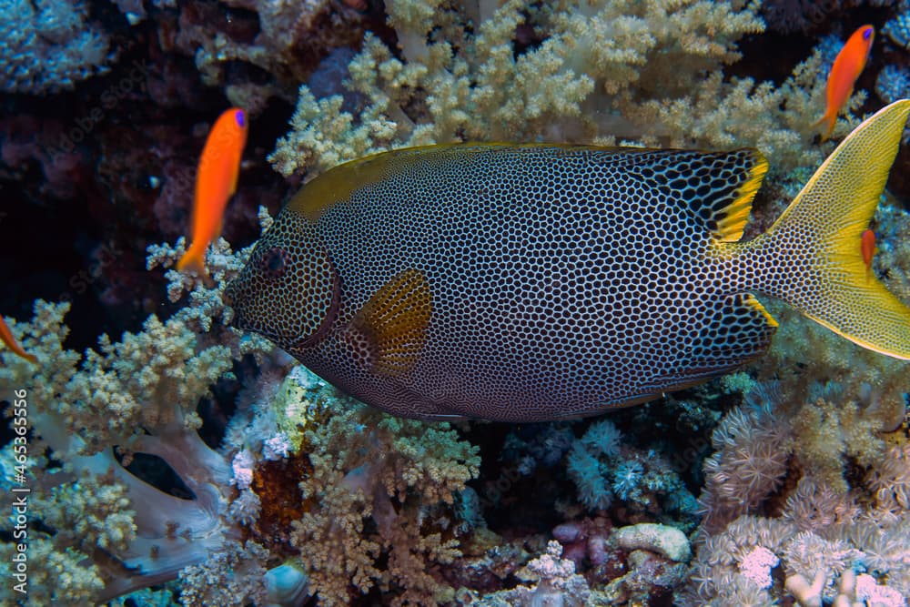 A Starry Rabbitfish (Siganus Stellatus) in the Red Sea, Egypt